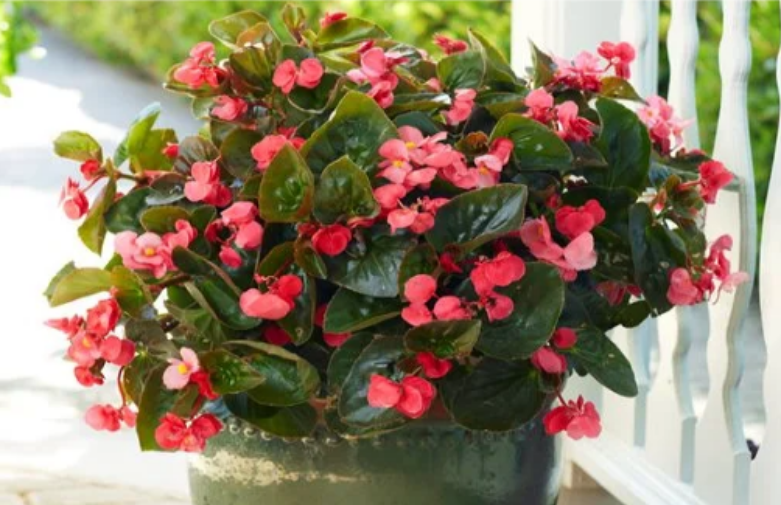 Begonias