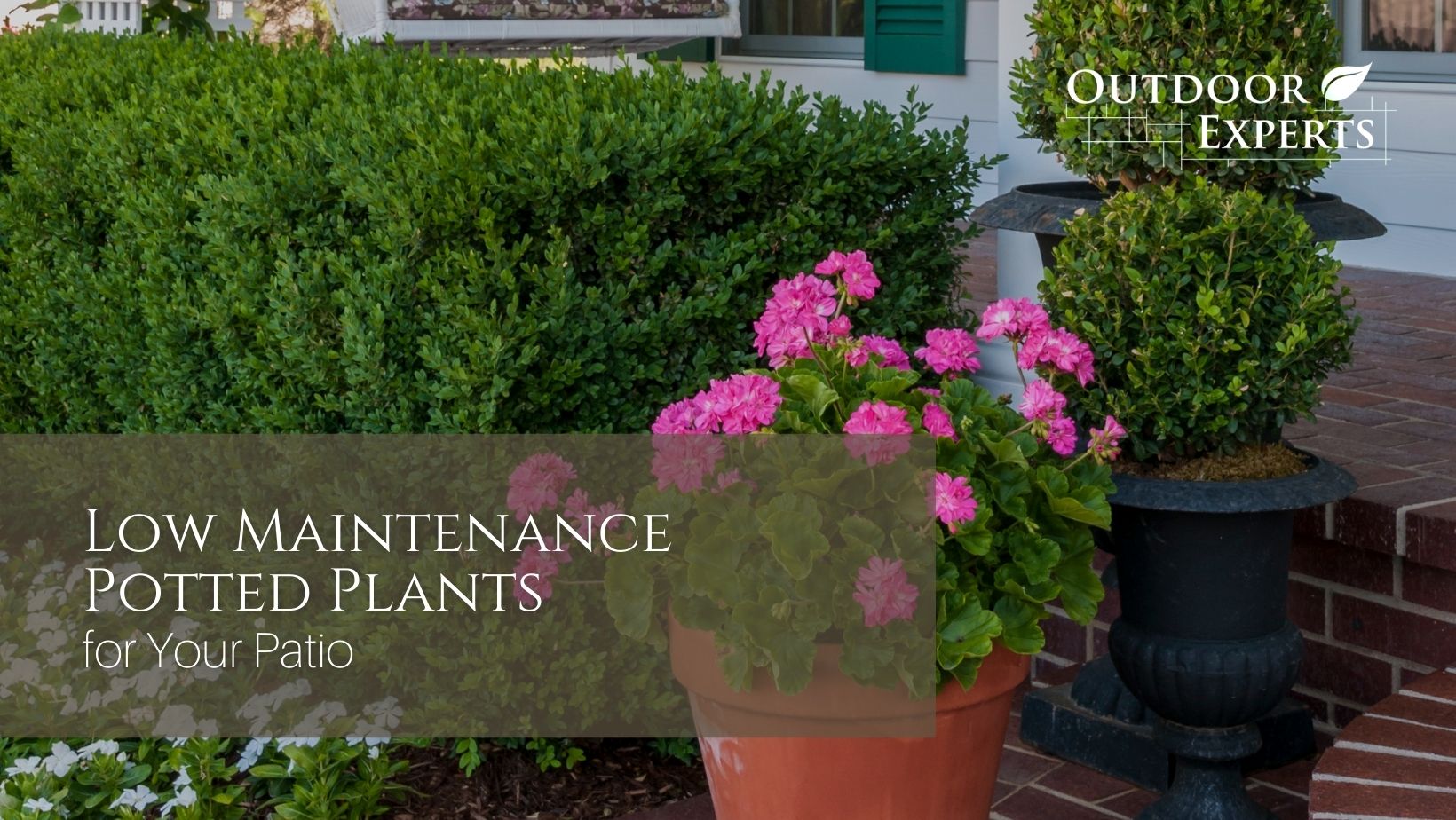 Low Maintenance Potted Plants for Your Patio | Outdoor Experts