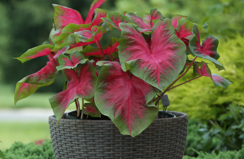 Caladium