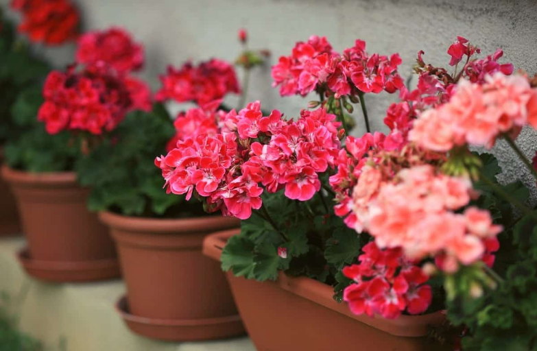 Geraniums