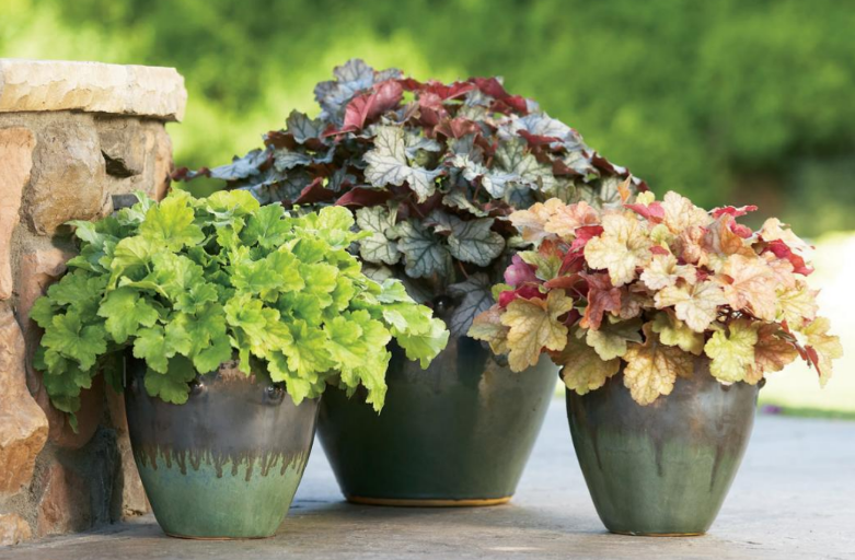 Heucheras